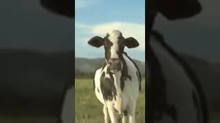 Cow Dance (Dhinka chika) 