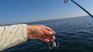 Snagging Pogies Bunker for Stripers!!! Hampton Beach NH