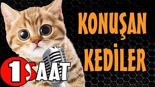 Konuşan Kediler 1 Saat - Sinema Tadında Komik Kedi Videoları