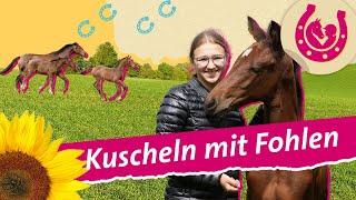 Süße Fohlen: Lia auf dem Pferdehof  | Mein Pferdesommer