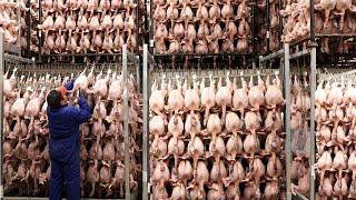 8,9 Billion Broiler Chickens In America Are Produced This Way - Chicken Farming