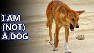 Dingo facts: is a dingo a dog? | Animal Fact Files