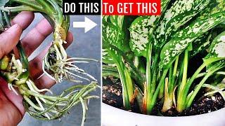 SECRETS To FORCE Aglaonema To Produce MORE SHOOTS!