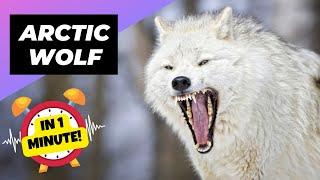 Arctic Wolf  The Legend of the Arctic | 1 Minute Animals