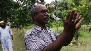 বড় আম গাছে গ্রাফটিং একটি গাছে ৩০ ধরনের আম Grafting on large mango trees 30 types of mangoes per tree