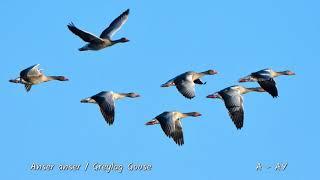 The Danube Delta and Dobruja Birds, from our birding and photo tours.