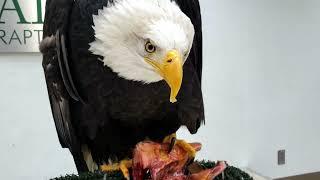 What do Bald Eagles Eat?