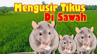 AMPUH || Cara Mengusir Tikus di Sawah