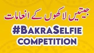 Maple Leaf Bakra Selfie Competition 2024 |#BakraSelfie #Punjabi #Sindhi #Pashtoon