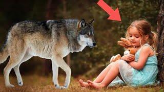 The girl saved the wolf cub, but no one could even think how he would thank him!