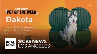 Pet of the Week: Dakota