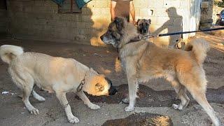 KANGAL VS KAFKAS ÇOBAN KÖPEĞİ AYI BOĞAN CARLOS