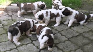 Super cute Moscow Watchdog puppies 4 weeks old