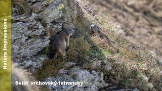 Prírodné impresie | Svišť vrchovský-tatranský | Marmot