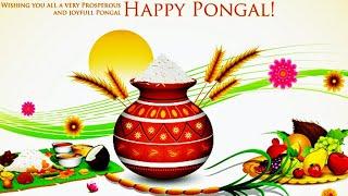 Happy Pongal 2021| Pongal whatsapp status 2021 | Pongal wishes| Pongal status video | #shorts