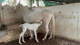 Rupal stud farm માયરા new baby Sayar Rubab