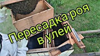 Как просто пересадить в улей спойманный рой пчел   #мед #пасека #пчеловодство #рой #роение #пчелы