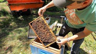Setting Up New Bee Hives - Honey Bees For Farm! | Starting Old Byrd Farm Apiary | HONEY I'M HOME