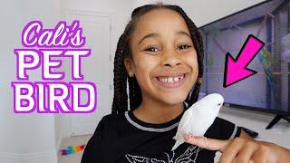 Cali GETS A PET BIRD!!! **CUTE REACTION**