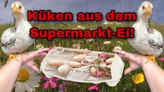 KÜKEN AUS DEM SUPERMARKT-EI! | KLAPPT DAS WIRKLICH? | 4k60