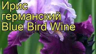 Ирис германский Вино голубой птицы. Краткий обзор, описание iris germanica Blue Bird Wine