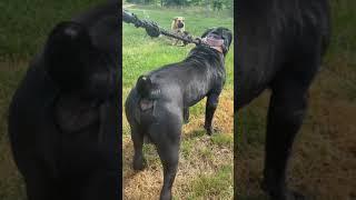 Black Gorilla Dog - The African Boerboel