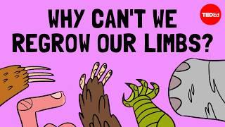 How do animals regrow their limbs? And why can't humans do it? - Jessica Whited