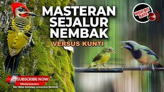 Masteran Burung Kolibri Manggar Gacor Satu Jalur vs Cucak Cungkok Gacor Isian Kunti Full Tembakan