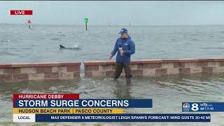 Dolphin makes surprise appearance during Tropical Storm Debby live report