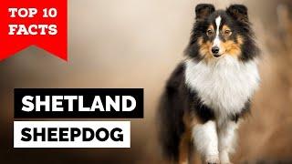 Shetland Sheepdog - Top 10 Facts (Sheltie)