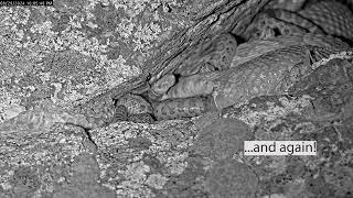 Drama in the snake den: watch as a rattlesnake gives birth... is it a stillborn?