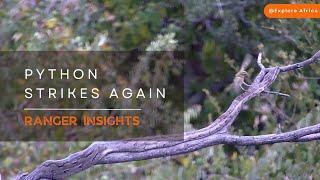 PYTHON STRIKES AGAIN! | Ranger Insights