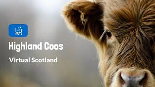 Virtual Scotland | Highland Coos!