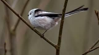 Long-tailed Tit | Синиця довгохвоста