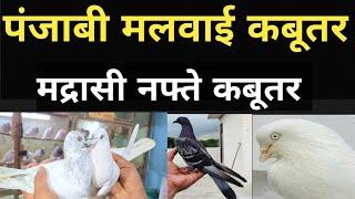 Dasna Pigeon Shop Pr Aao Dosto Or 1000 Logo Ki Trha Aap Bhi Ustad Banjao |28/12/24