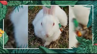 Mango's different mood....||cute rabbit video #cute #rabbit #bunny #babyrabbit #rabbitvideos