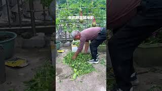 Organic fertilizer fermentation compost #rurallife #plantingtips #lifestyle #planting #vegetables