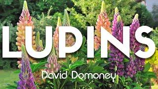 David Domoney: Most Googled Questions About Lupins/Lupines