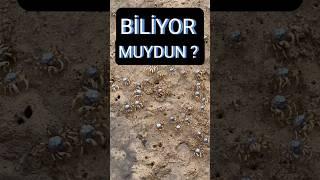 Yengeçlerin Kan Rengi Hakkında İlginç Bilgiler! #Bilgi #Doğa #Yengeçler #Bilim #İlginçBilgiler