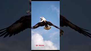 The Unique Harmony of Eagle and Cat. Eagle and cat funny videos.   