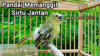 Sirtu betina memanggil jantan - Sirtu/cipoh betina gacor pandai merayu sirpu gacor nyaut