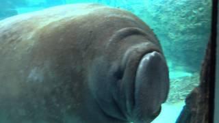 Manatee Face Smoosh