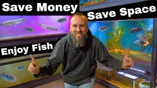 How To Set Up an Awesome Fish Room on a Budget