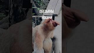 Обезьяны носачи в заповеднике Лабук Бэй на острове Борнео