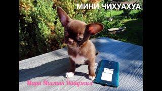 Много #МИНИ_чихуахуа ЖДУТ мам и пап #ЦЕНЫ ОТ 50 тр #купитьчихуахуа 89215950848 #продам_щенка_чихуа