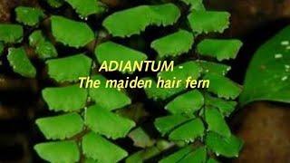 Adiantum