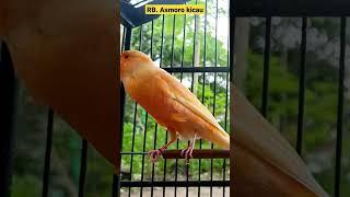 suara burung kenari gacor | kenari mania | kicau mania | canary singing | canaries singing #shorts