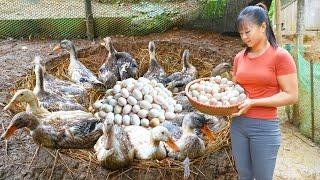 REWIND TIMELAPSE --Harvesting A Lot Of Eggs Go To Market Sell - Cooking, Raising/ Phuong's Story