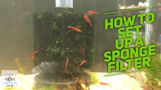 How to set up a SPONGE FILTER