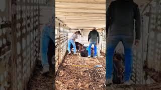 Loading calves into the cattle trailer.  Greener pastures here we come. #calves #cow